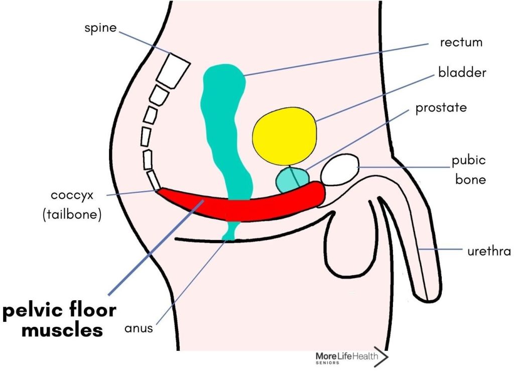 The Significance of an Actual Specialist for Your Pelvic Floor